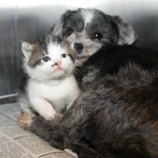 They were both taken to the animal shelter, where they remained inseparable.