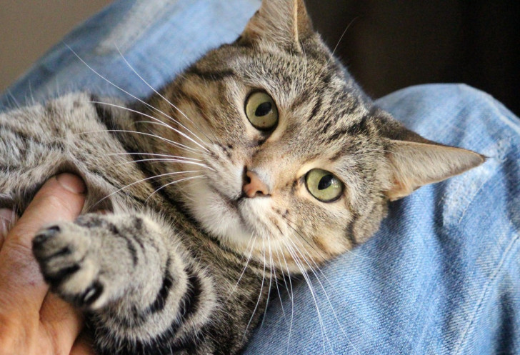 primo piano di un gatto steso sulle gambe di una persona mentre viene accarezzato sulla pancia