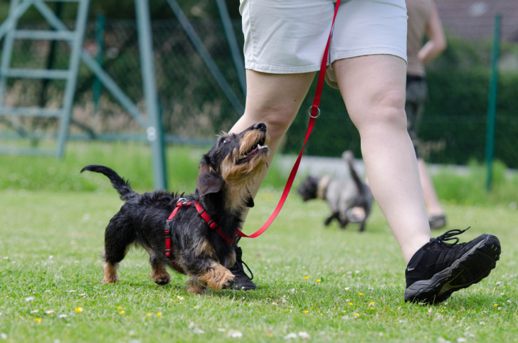 un cane che guarda la padrona mentre cammina al passo con lui col guinzaglio