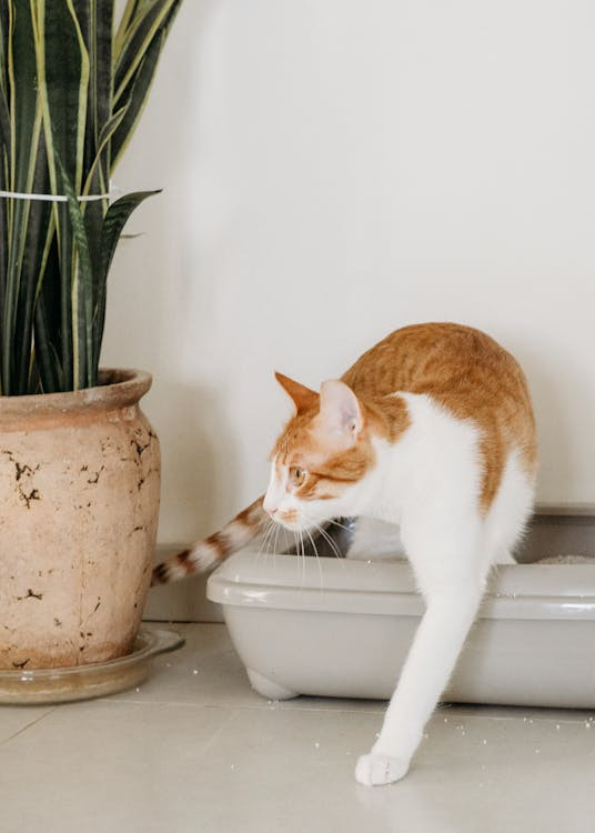 Un gatto bianco e rosso esce da una lettiera