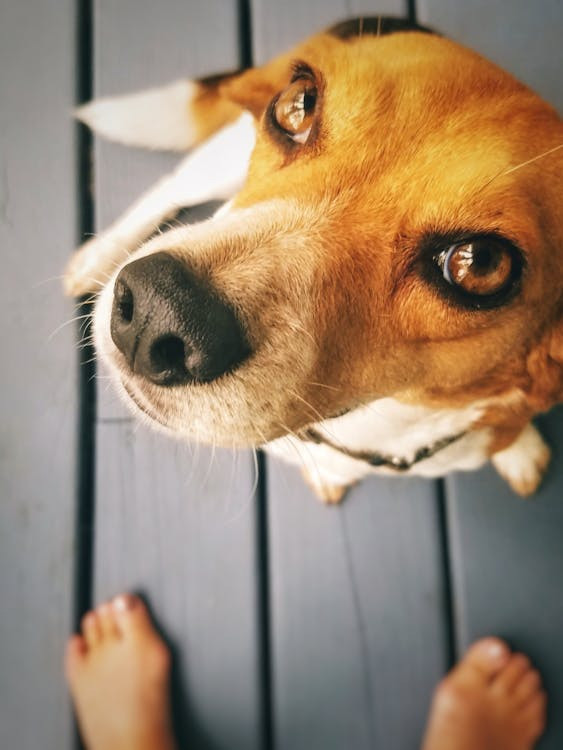 Primo piano del muso di un cane rivolto verso l'alto mentre guarda il padrone