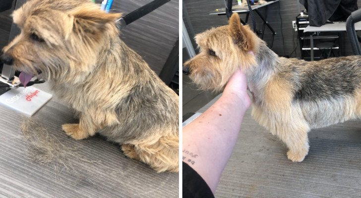 un Norwich Terrier prima e dopo il procedimento di stripping al pelo