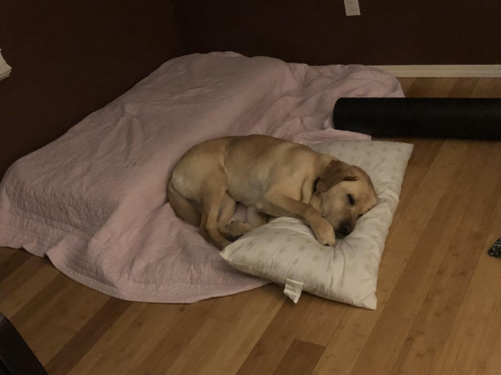 un chien qui dort sur un coussin contenant une taie d'oreiller