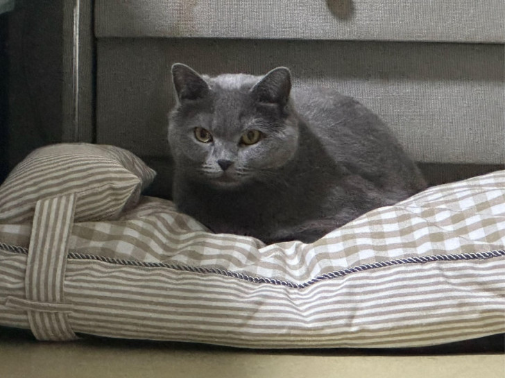 Un gatto grigio accomodato su una cuccia fatta a mano con vecchi cuscini