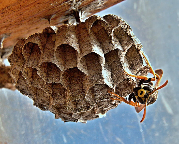 Detail of a wasp nest with a wasp in the foreground resting on it