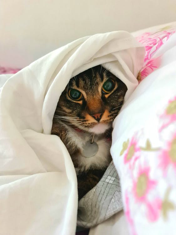 un gatto che fa capolino da sotto le coperte bianche su un letto