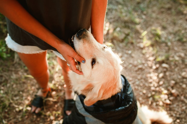 un golden retriever che guarda con affetto la donna che lo accarezza durante una passeggiata