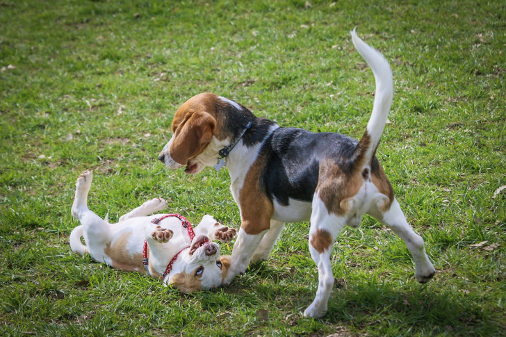 due cani che ruzzano insieme sull'erba