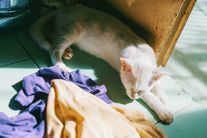 a cat lying on the ground next to some clothes