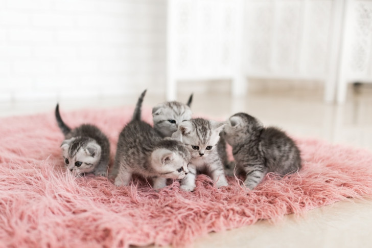 cinque gattini grigi su un tappeto rosa