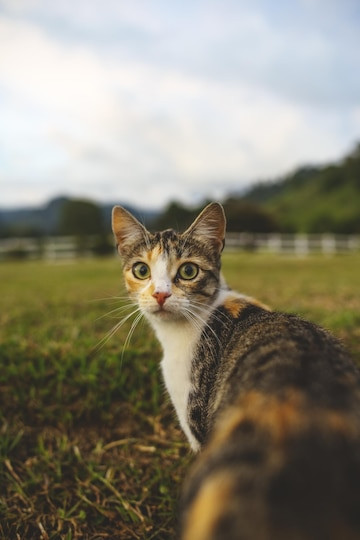 un gatto multicolore rivolto verso la telecamera mentre cammina in un prato