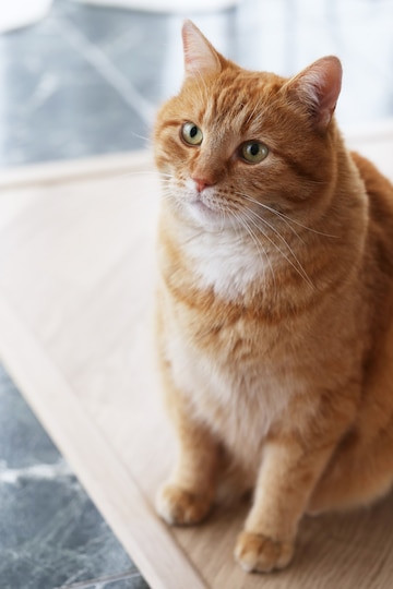 un gatto rosso seduto su un tappetino di legno