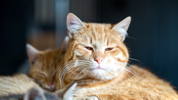 Un gatto anziano in primo piano e un altro rosso come lui sullo sfondo