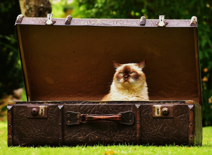 un gatto siamese seduto dentro una valigia vintage