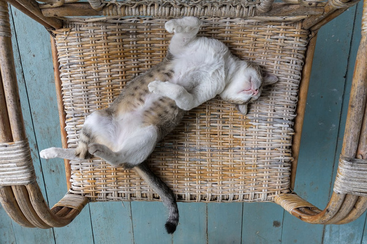 un gatto rilassato a pancia all'aria su una sedia di giunco