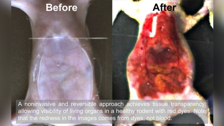 Voor en na: de huid van de muizen wordt transparant met voedselkleurstof
