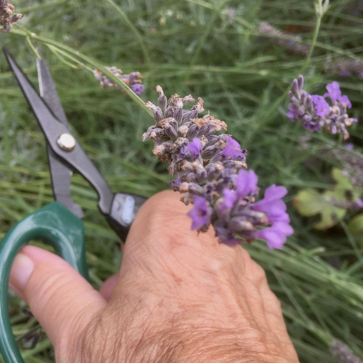 Un homme coupe une fleur de lavande avec une paire de ciseaux