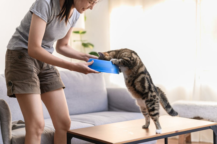 una donna porge una ciotola a un gatto ritto su un tavolo