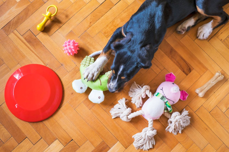 un cane che gioca con un giocattolo in mezzo a tanti altri giochi