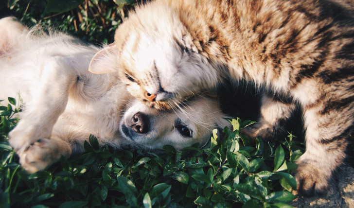 un cane e un gatto che si fanno le coccole sdraiati sull'erba