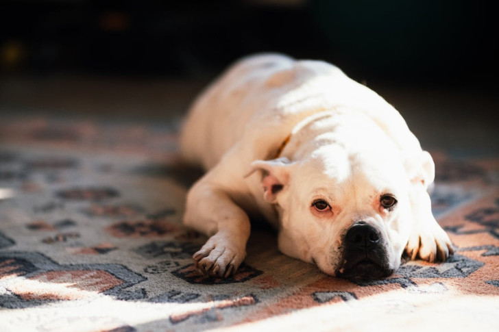 un cane bulldog bianco sdraiato sul tappeto con espressione triste