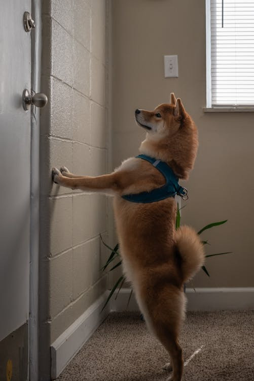 un cane che aspetta in piedi dietro la porta di casa