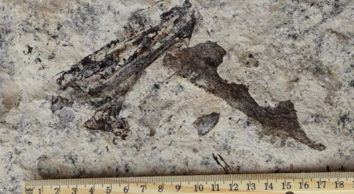 La mâchoire fossilisée d'un ancien saumon à dents de sabre