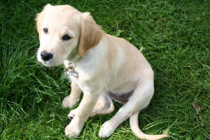 cuccioli di golden retriever seduto in un prato