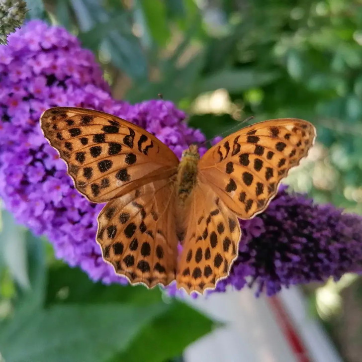 Ein orange-schwarzer Schmetterling, der sich auf einer fliederfarbenen Buddleja-Blüte ausruht