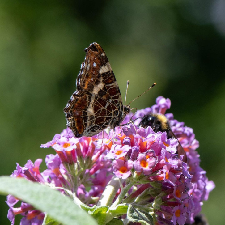 En fjäril och ett bi som sitter mellan blommorna på en buddleia