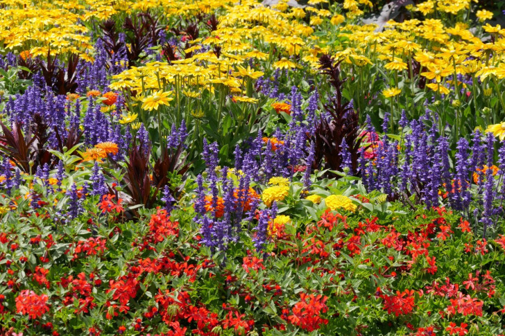 detail van eenjarige planten zorgvuldig gerangschikt in een bloembed