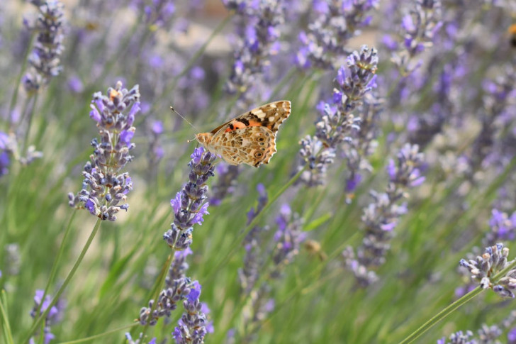 A butterfly perched on lavender flowers