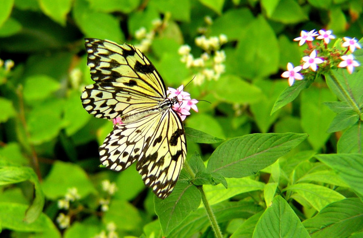 a butterfly flitting amongst wild, herb flowers