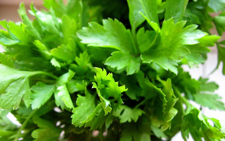 Close-up of parsley leaves