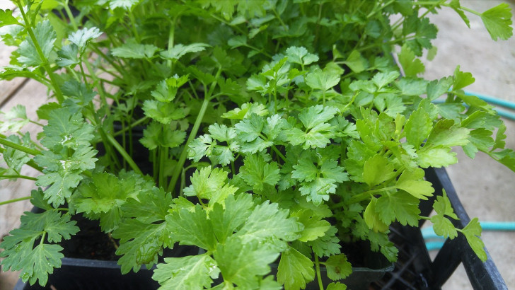 Jeunes plants de coriandre avec feuilles en gros plan