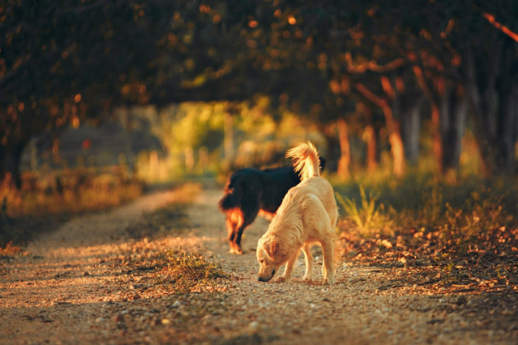 due cani che annusano il terreno su un viale sterrato in mezzo ad alberi