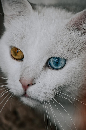 un gatto bianco con un occhio blu e uno giallo