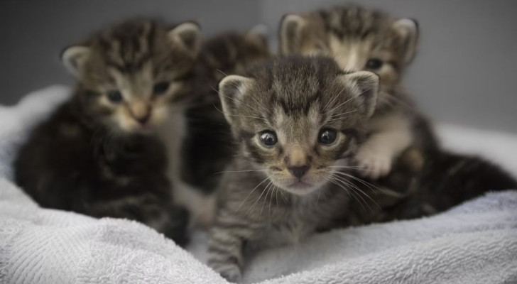 Le interazioni sono particolarmente importanti fra i gattini, ma non solo