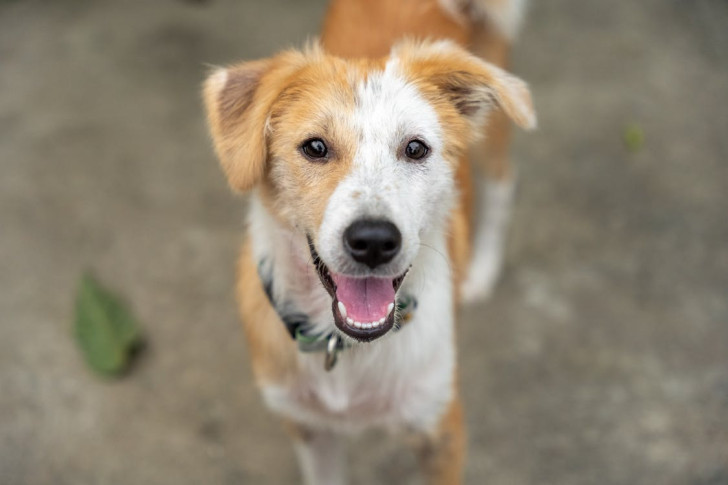 Primo piano di un cane con espressione sorridente e la lingua di fuori