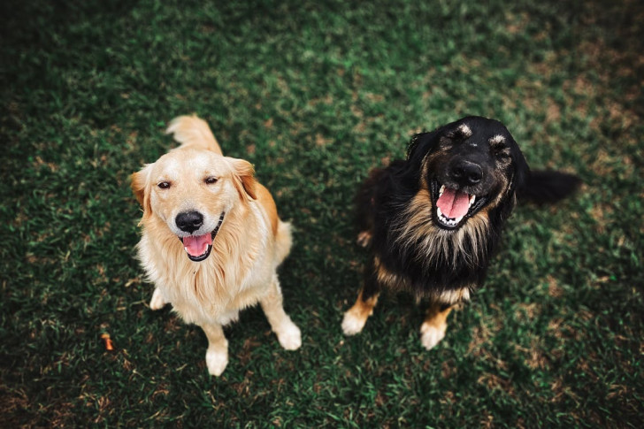 due cani seduti in un prato che sorridono a bocca aperta