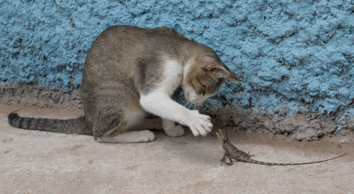 Giocando con il cibo, i gatti spesso ripropongono un comportamento diffuso nella loro vita selvatica