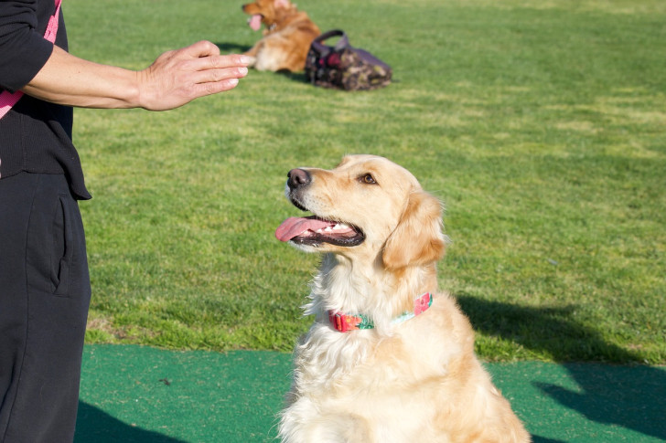 un golden retriever che guarda attento una persona mentre gli vengono impartiti ordini