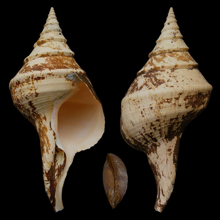 Syrinx aruanus Linnaeus de 61 cm, 1758, Australie.