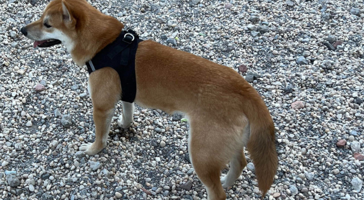 Shiba Inu al parco dei cani con coda abbassata