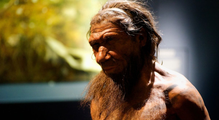 Reconstructie van een Neanderthaler, een menselijke soort die al zo'n 30.000 jaar is uitgestorven