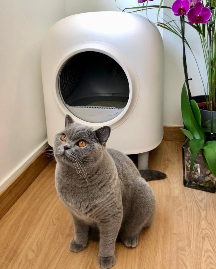 un gatto grigio seduto di fronte a una lettiera chiusa