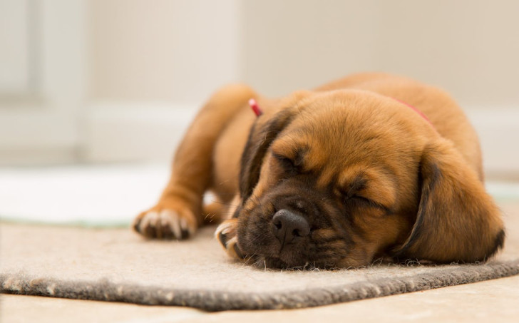 un cucciolo di cane col pelo marrone che dorme su un tappeto