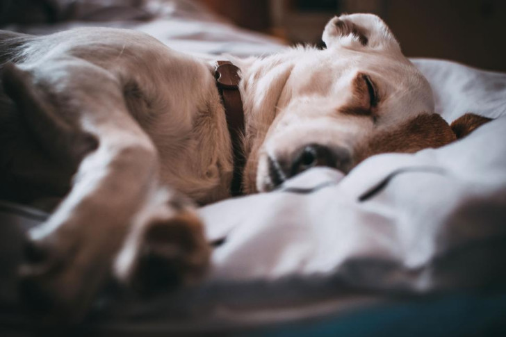 un cane che dorme sereno tra le coperte