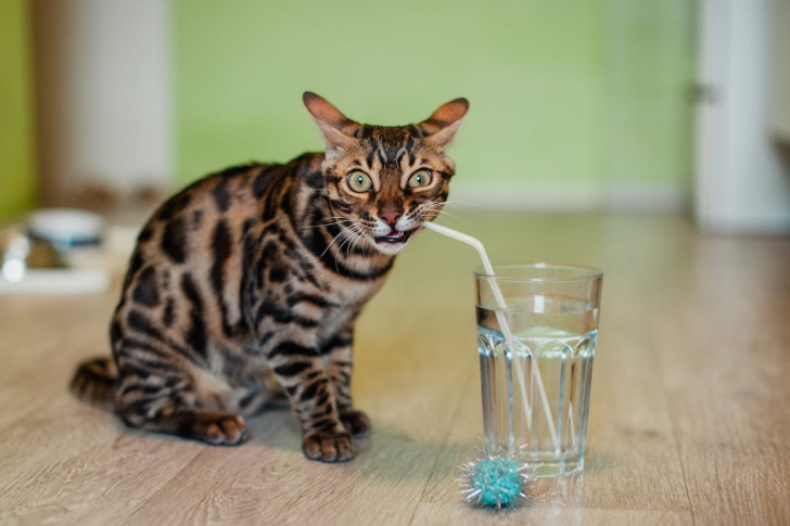 Un gatto leopardo beve con la cannuccia da un bicchiere d'acqua