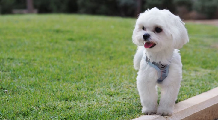 cane Maltese all'esterno di un appartamento